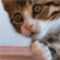 http://upforme.ru/uploads/001b/15/80/4/752658.gif