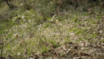 http://upforme.ru/uploads/001b/36/79/40/t186636.gif