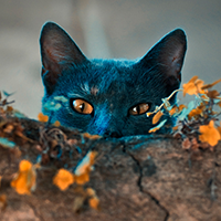 http://upforme.ru/uploads/001b/45/b2/13/158033.png