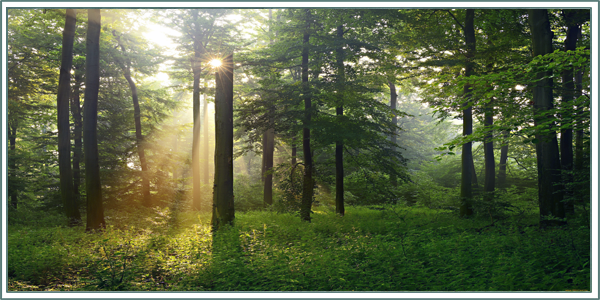 http://upforme.ru/uploads/001b/45/b2/2/700017.png