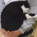 http://upforme.ru/uploads/001b/47/67/2/434880.gif