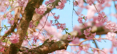 http://upforme.ru/uploads/001b/58/4b/68/534046.gif