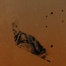 http://upforme.ru/uploads/001b/5a/8b/4/699256.gif