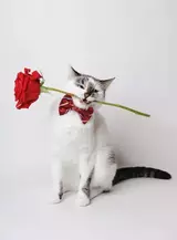 http://upforme.ru/uploads/001b/6d/74/19/t869626.webp