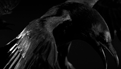 http://upforme.ru/uploads/001b/71/5b/31/853663.gif