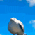 http://upforme.ru/uploads/001b/7a/84/2/255774.gif