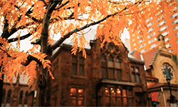 http://upforme.ru/uploads/001b/8b/a0/3/t254457.gif