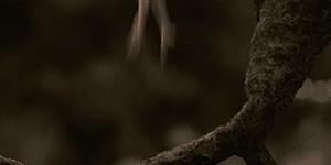 http://upforme.ru/uploads/001b/8b/a0/4/990108.gif