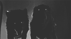 http://upforme.ru/uploads/001b/8e/ea/7/287545.gif
