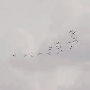 http://upforme.ru/uploads/001b/a3/62/2/113725.gif