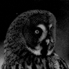 http://upforme.ru/uploads/001b/a7/96/5/419752.gif