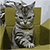 http://upforme.ru/uploads/001b/ad/0b/5/360838.gif