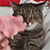 http://upforme.ru/uploads/001b/ad/0b/5/576092.gif
