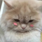 http://upforme.ru/uploads/001b/b0/ff/8/918658.png