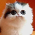 http://upforme.ru/uploads/001b/b1/5b/2/749780.png
