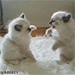 http://upforme.ru/uploads/001b/d0/95/2/886838.gif