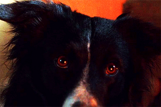 http://upforme.ru/uploads/001b/d3/fd/2/824992.gif