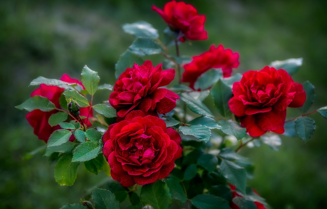 http://upforme.ru/uploads/001b/e5/71/3/184532.jpg