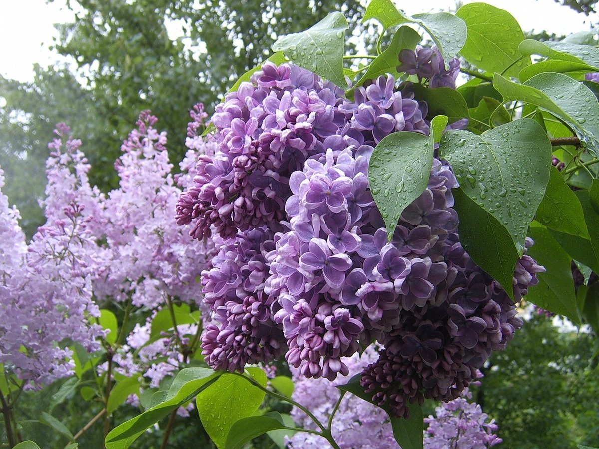 http://upforme.ru/uploads/001b/e5/71/3/279597.jpg