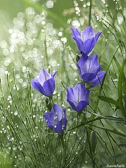 http://upforme.ru/uploads/001b/e5/71/3/649046.gif