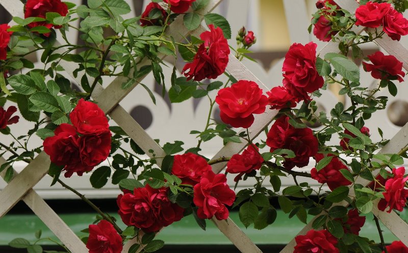 http://upforme.ru/uploads/001b/e5/71/3/971488.jpg