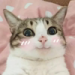 http://upforme.ru/uploads/001b/f7/65/3/130212.png