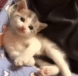 http://upforme.ru/uploads/001b/f7/65/3/492061.gif