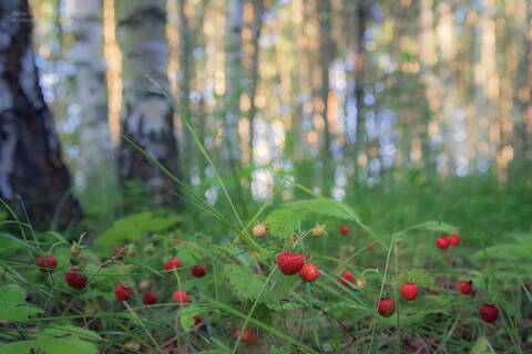 О любви так много сказанно О любви так много сказанно