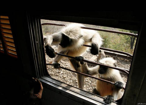 ��� �������