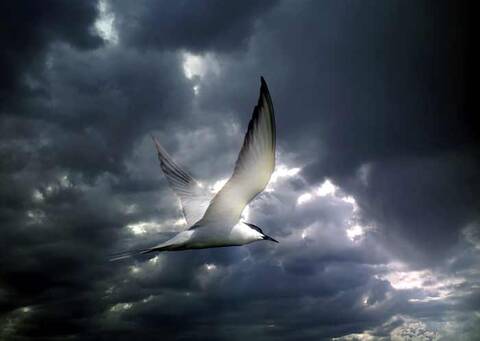 Музыкальное вдохновение Музыкальное вдохновение