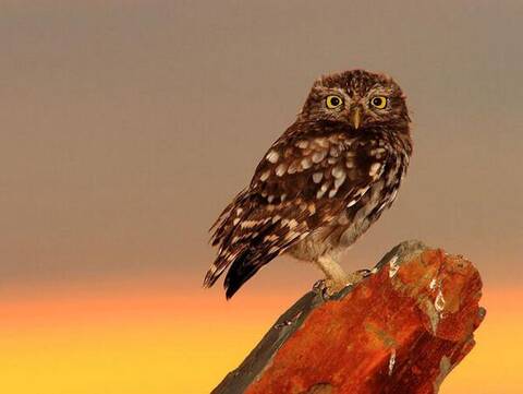 http://upforme.ru/uploads/001c/98/32/2/t304780.jpg