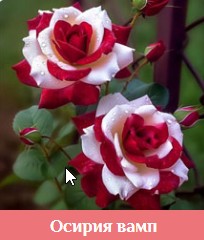 https://upforme.ru/uploads/0000/09/52/8021/t262790.jpg