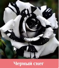 https://upforme.ru/uploads/0000/09/52/8021/t798769.jpg