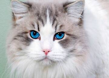 https://upforme.ru/uploads/0000/0a/bc/12559/t965791.jpg