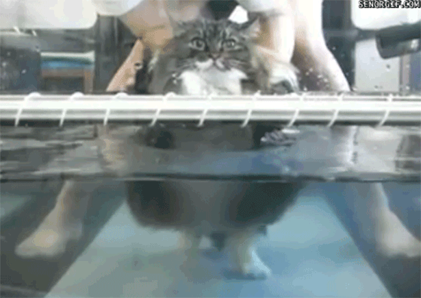 https://upforme.ru/uploads/0000/0a/f2/12684/489554.gif