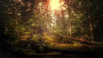 https://upforme.ru/uploads/0000/0a/f2/12684/t303256.webp