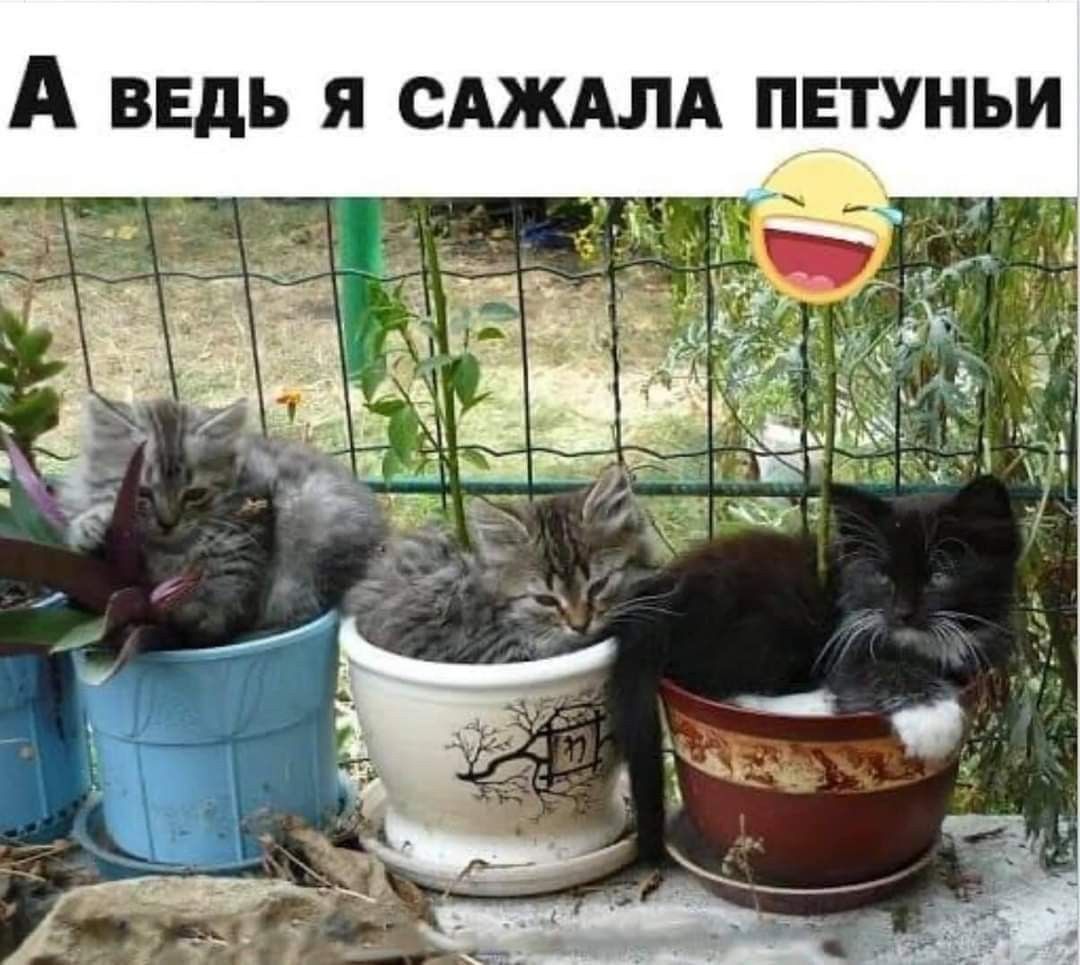 https://upforme.ru/uploads/0000/0a/f2/12789/80365.jpg