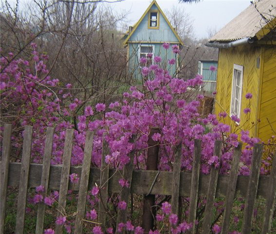 https://upforme.ru/uploads/0000/0b/62/149675-2-f.jpg