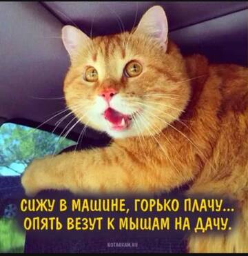 https://upforme.ru/uploads/0000/11/e5/2/t177816.jpg