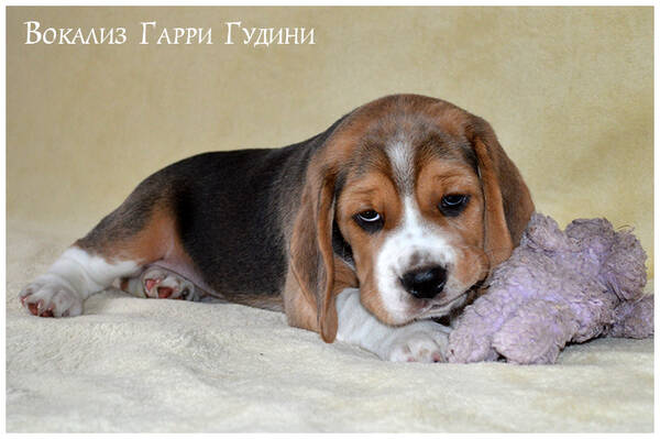 https://upforme.ru/uploads/0000/1c/6a/1075/t422477.jpg