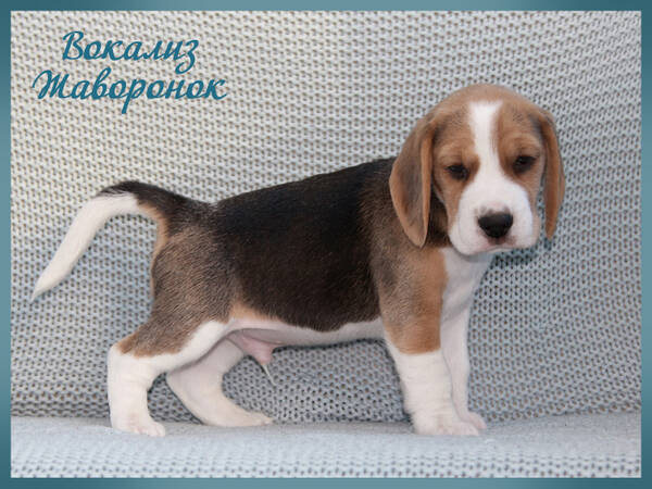 https://upforme.ru/uploads/0000/1c/6a/1075/t424110.jpg