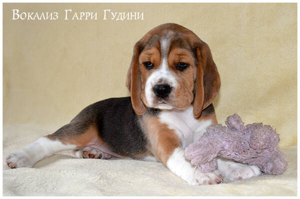 https://upforme.ru/uploads/0000/1c/6a/1075/t616860.jpg