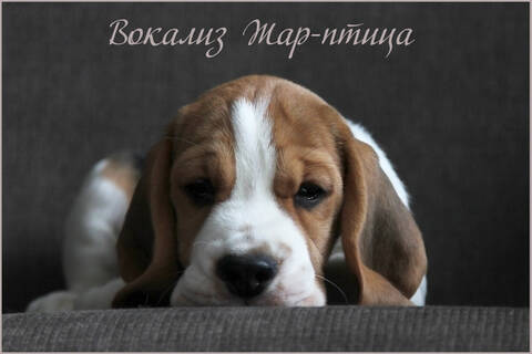 https://upforme.ru/uploads/0000/1c/6a/1075/t659298.jpg