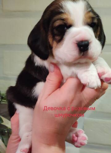 https://upforme.ru/uploads/0000/1c/6a/349/t314581.jpg