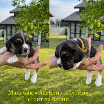 https://upforme.ru/uploads/0000/1c/6a/985/t386853.jpg