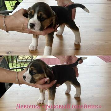https://upforme.ru/uploads/0000/1c/6a/985/t787826.jpg