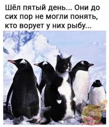 https://upforme.ru/uploads/0000/d3/70/4918/t293550.webp