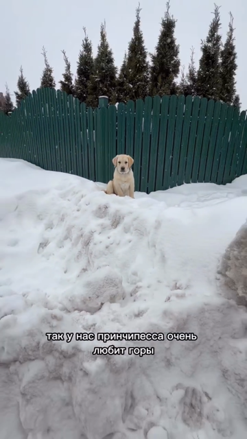 https://upforme.ru/uploads/0001/15/60/1072/t732404.png