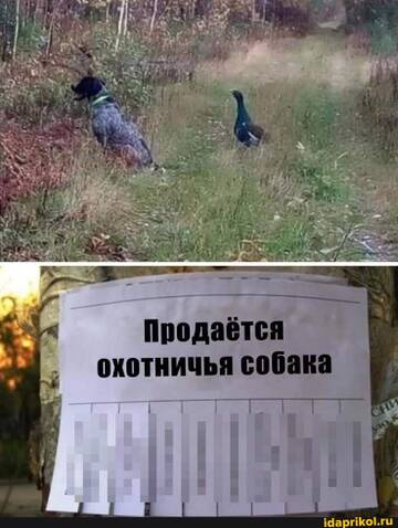 https://upforme.ru/uploads/0001/2c/38/2/t147855.jpg