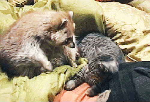 https://upforme.ru/uploads/0001/52/10/2158/142908.gif